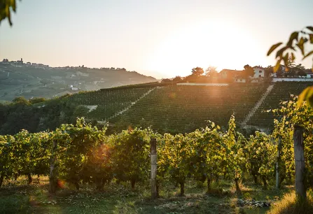 Weinberge im Sonnenuntergang, Hügel im Hintergrund mit vereinzelten Häusern.