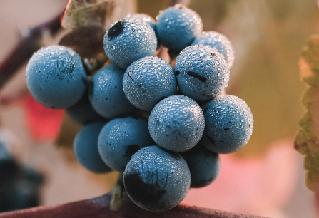 Nahaufnahme von blauen Trauben mit Tautropfen, umgeben von unscharfen Blättern.