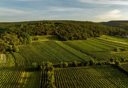 Weinberge in sanfter Hügellandschaft unter blauem Himmel bei Sonnenuntergang.