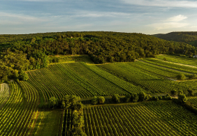 Weinberge in sanfter Hügellandschaft unter blauem Himmel bei Sonnenuntergang.