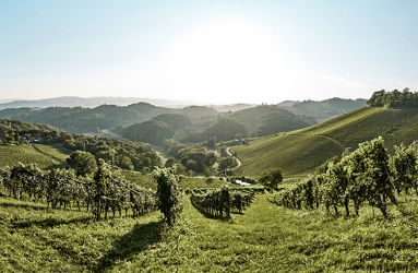 oesterreich weinjahrgang 2023