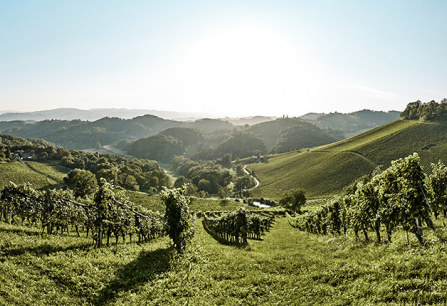 oesterreich weinjahrgang 2023