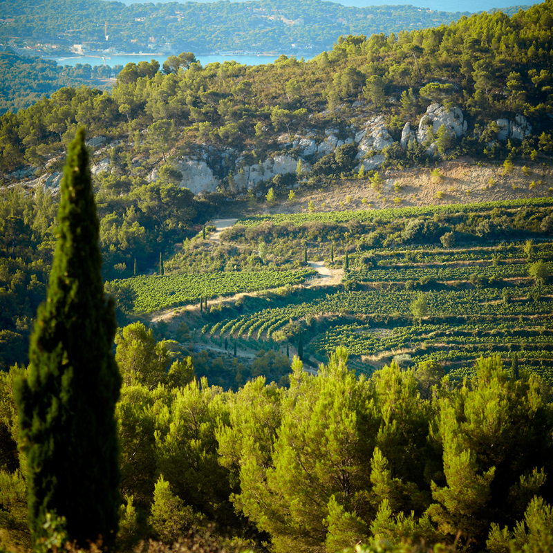 provence weingarten