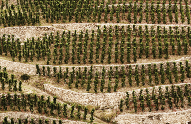 rhone reben