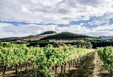 Weinberg in hügeliger Landschaft unter bewölktem Himmel.