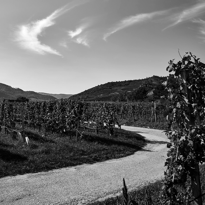 wachau loiben 2021