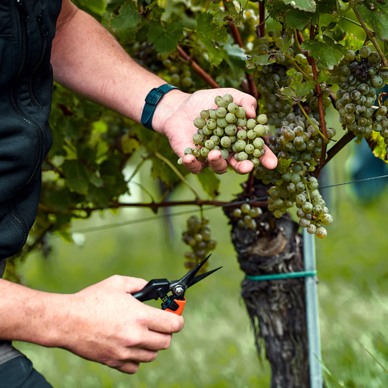 weinjahrgang 2022 lese