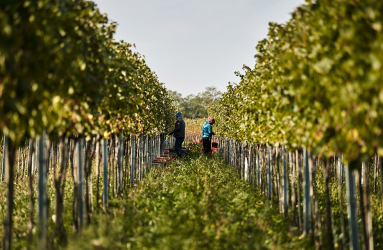 weinjahrgang noe 2023 teaser