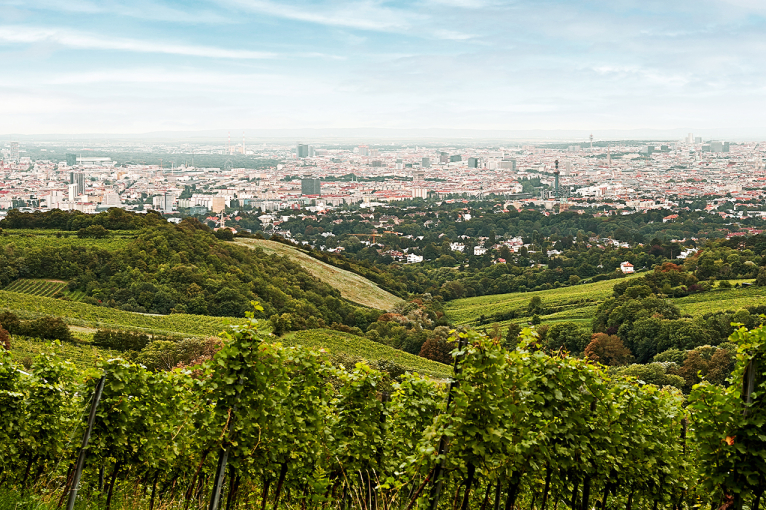 Weinberge im Vordergrund, Stadtansicht im Hintergrund unter bewölktem Himmel.