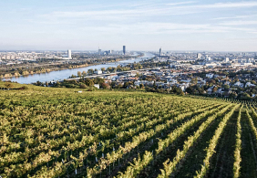 Weinberge vor einer Stadtlandschaft mit Fluss und modernen Hochhäusern im Hintergrund.
