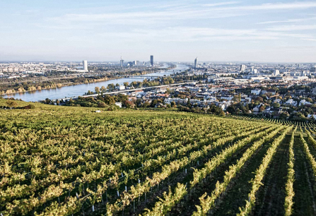 Weinberge vor einer Stadtlandschaft mit Fluss und modernen Hochhäusern im Hintergrund.