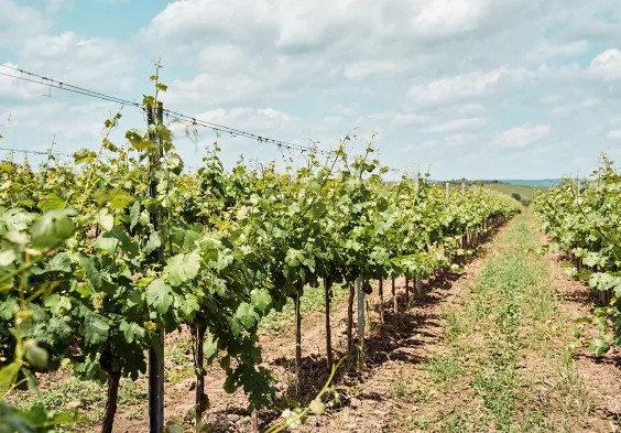 47 Prechtl 2024 Feichtinger