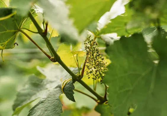 79 Prechtl 2024 Feichtinger