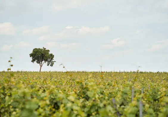 84 Prechtl 2024 Feichtinger