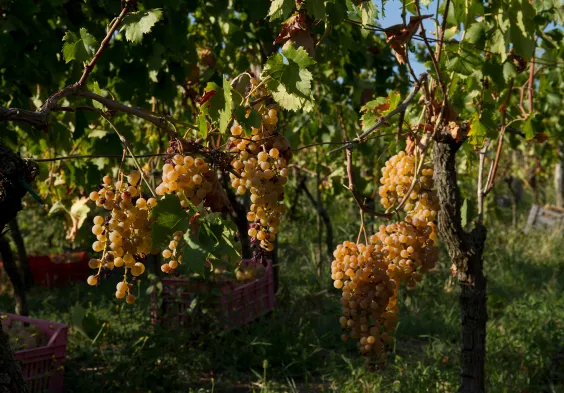 Angiolino Maule 13