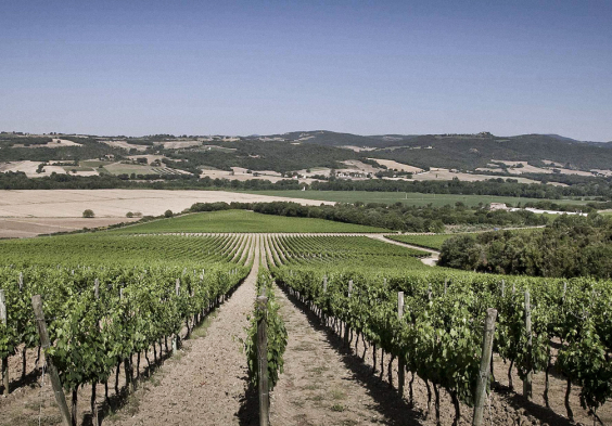 Antinori (1)