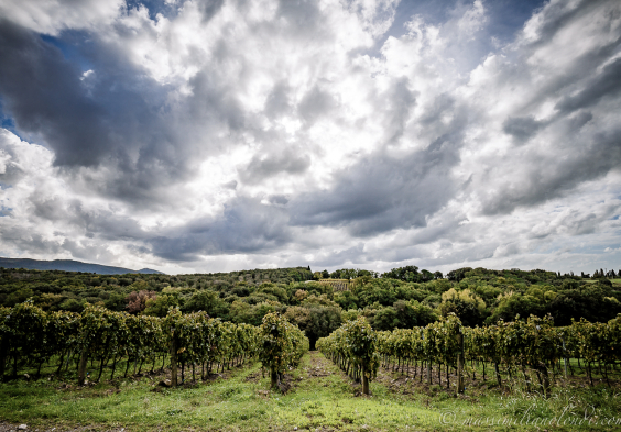 Antinori (3)