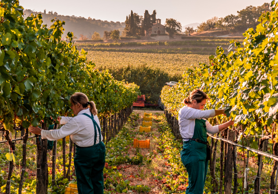 Antinori Ernte2
