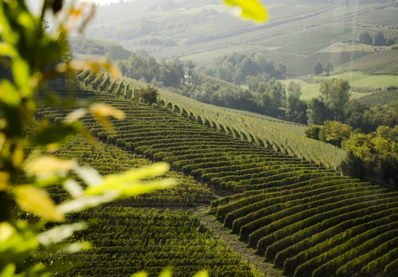 Antinori Lanscape