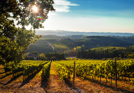 Antinori Tignanello vineyard
