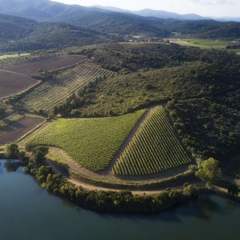 Antinori Le Mortelle 4