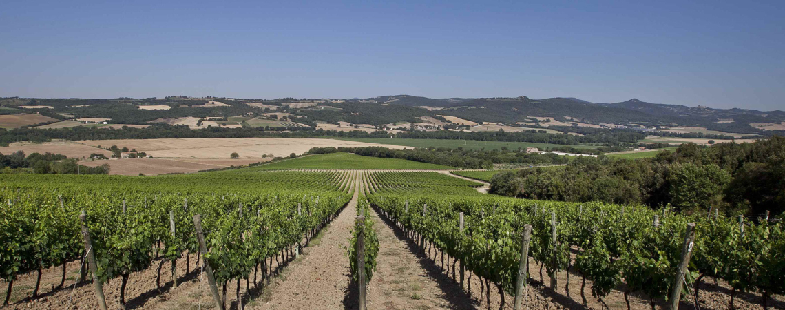 Antinori Pian delle Vigne 1