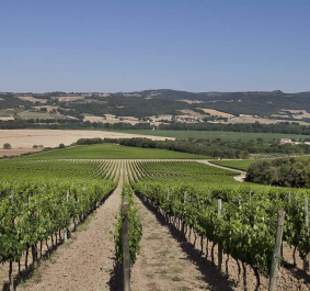 Antinori Pian delle Vigne 1