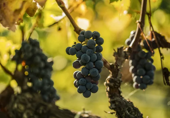 Antinori Tenuta Guado al Tasso 1