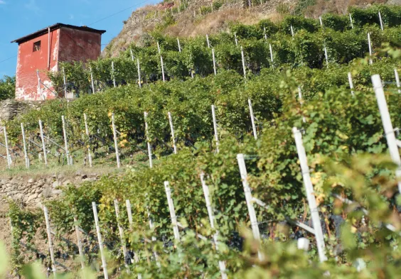 Arpepe 10