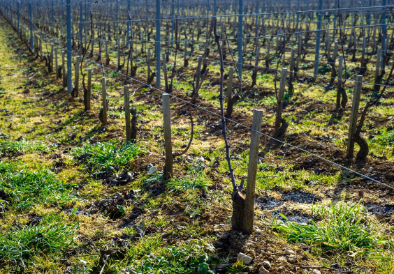 Barolet (18)