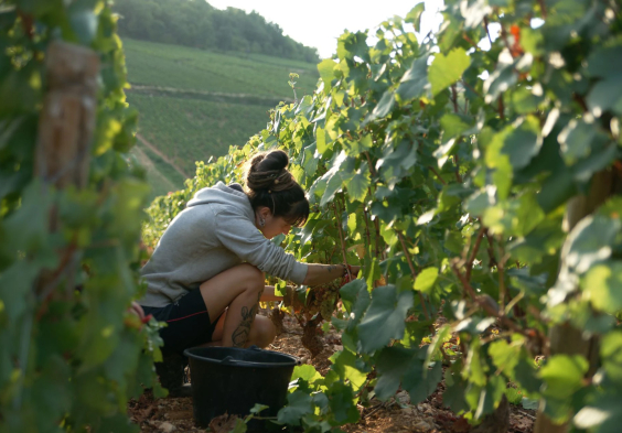 Barolet (2)