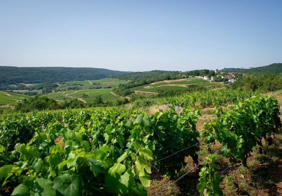 Barolet (25)