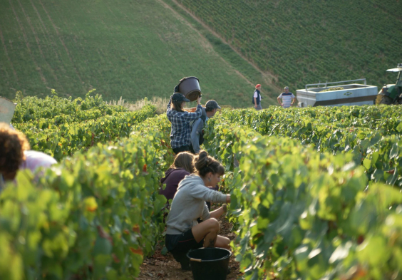 Barolet (3)