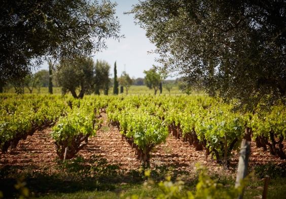 Beaucastel (2)