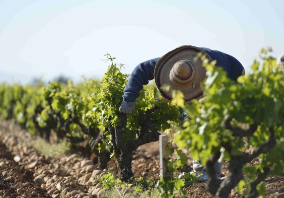 Beaucastel (3)