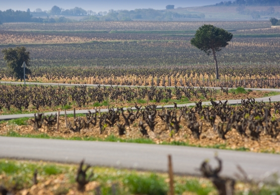 Beaucastel (4)