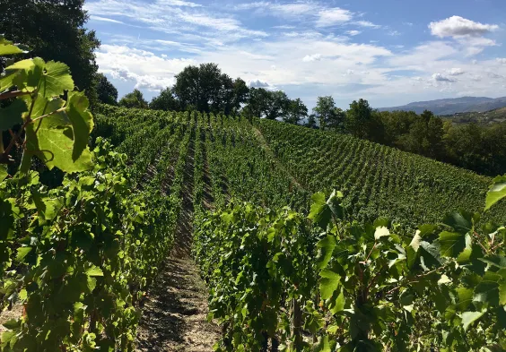 Belle La Verdurette parcelle du chateau Cuvee Louis BELLE