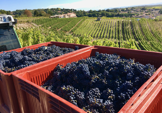 Belle Syrah 2017