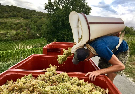 Belle Vendanges des Marsannes