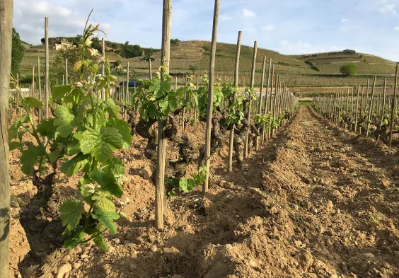 Belle Vignoble Hermitage 2