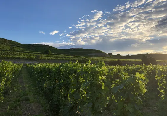 Belle Vignoble Hermitage