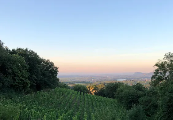 Belle Vignoble Roche Pierre