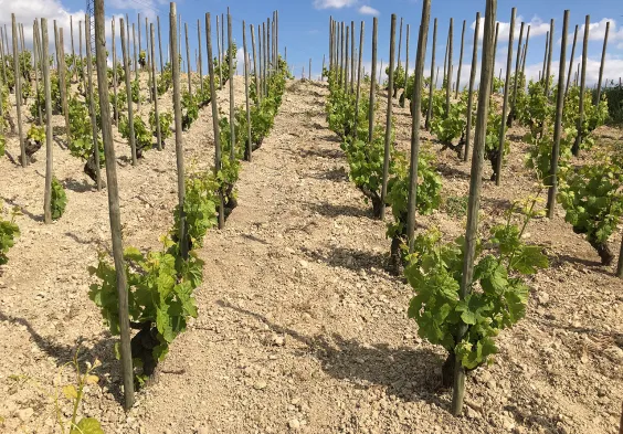 Belle Vignoble du chateau le Kaolin