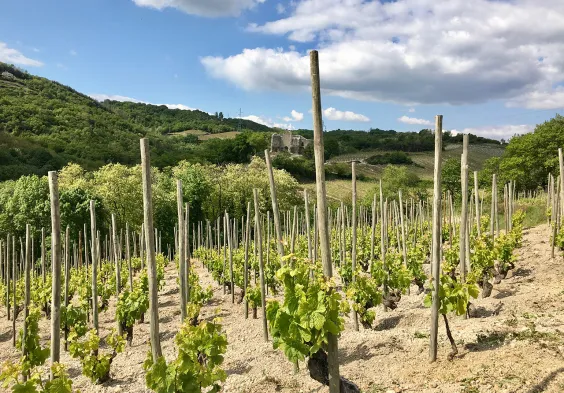 Belle Vigoble Cuvee Louis Belle lieu dit le Chateau