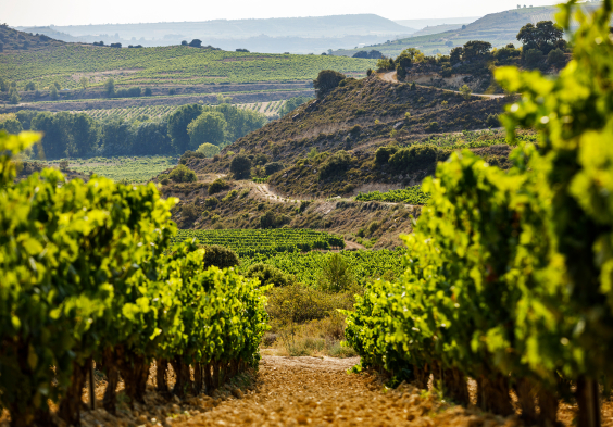 Bideona Landschaft Weingaerten