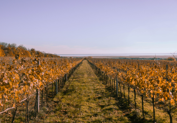 Bioweingut Edelhof 2