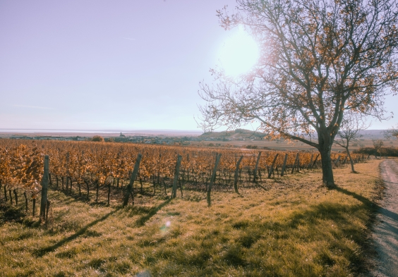 Bioweingut Edelhof 3