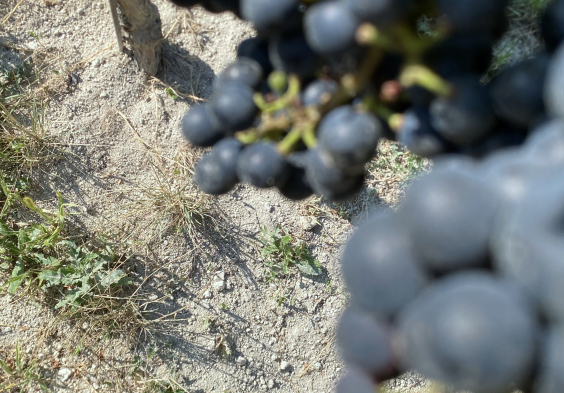 Blaufrankisch uber Kalk c Christian Tschida