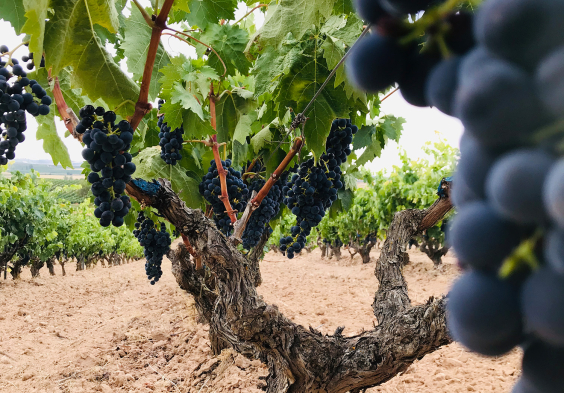 Bodega Callejo Weingarten Rotwein Trauben