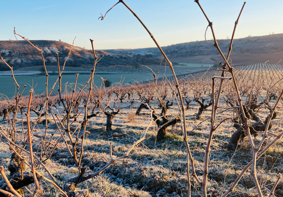 Bodega Callejo Weingarten Winter